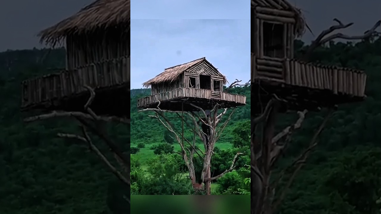Amazing house Top of the tree in the deep forest 