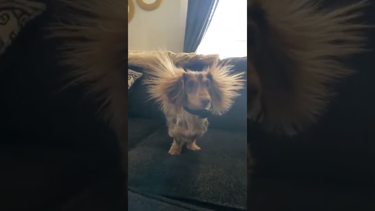 DOG 🐶 | funny dog | cute dog video 2022 FV 