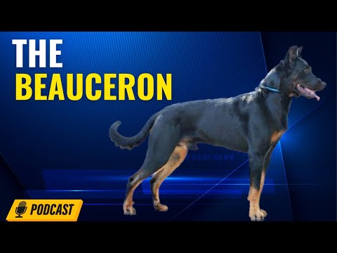 camera iphone 8 plus apk Episode 35: Beauceron - Kara Staroski