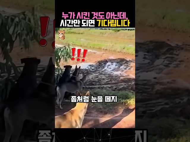 시간만 되면 매일 같은 자리를 지키는 개들...그 이유가? #개 #반려견 #dog
