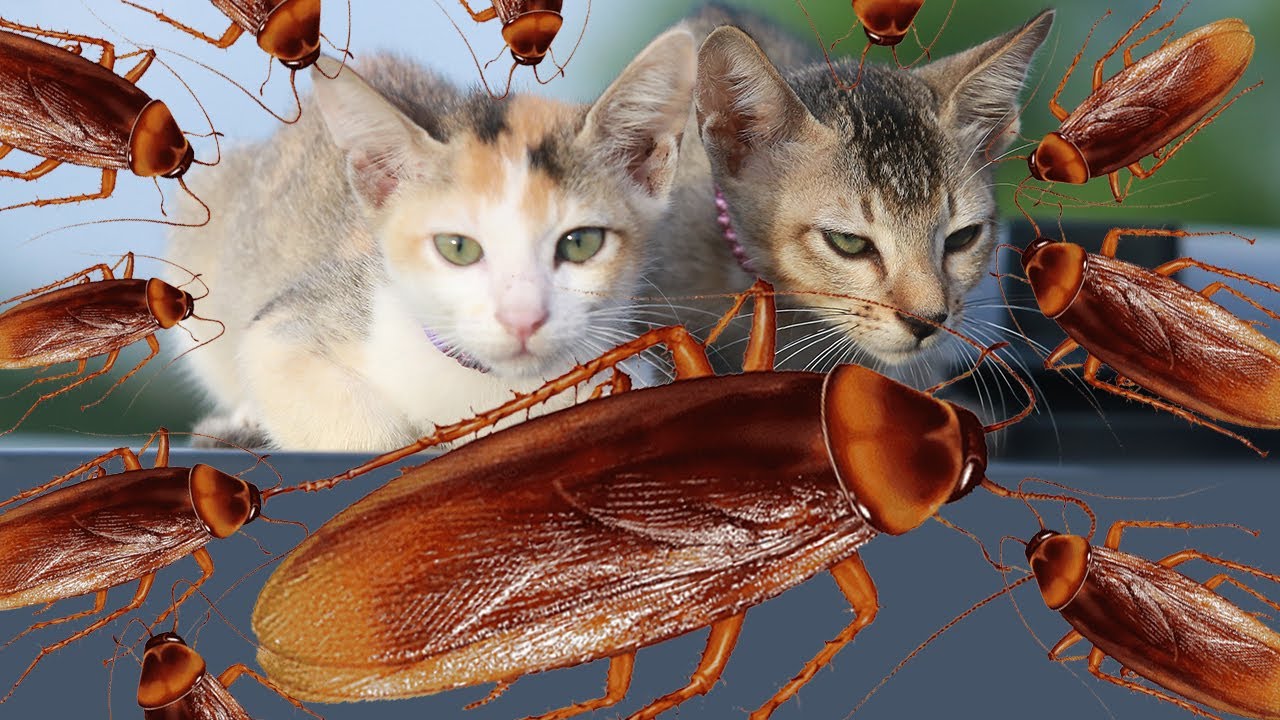 Cats VS Cockroaches Cockroaches Video Cat Videos Cat compilation Cockroach Dance YouTube