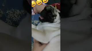 Belly Rub Is The Best