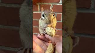 Details Hungry Squirrel πΏπΏ #animals #funnyvideo #funnymoments #animalshorts #funnyanimals #animallovers News