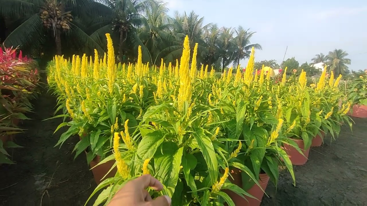 THỜI GIAN VÀ CÁCH TRỒNG MÀO GÀ PHỤNG VỸ NỞ HOA ĐÚNG TẾT