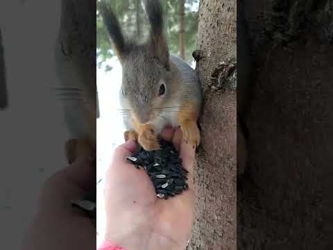 Белка села на мою ладонь! The squirrel landed on my palm!