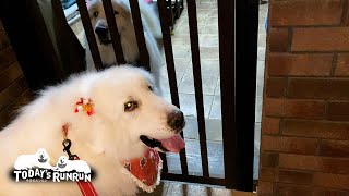 せっかくのリボンをすぐにアランに取られてしまったルンルンです　Great Pyrenees　グレートピレニーズ