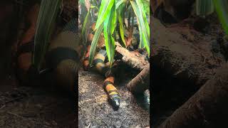 Bismarck ringed python#pythonsnake #reptilesofyoutube #reptileshorts #reptileslovers
