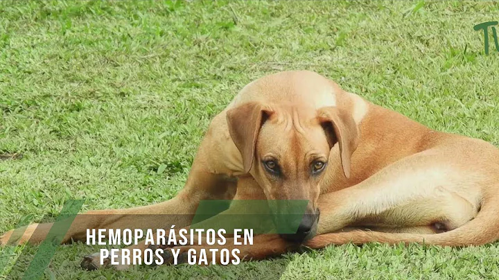 Hemoparsitos en perros y gatos - TvAgro por Juan G...