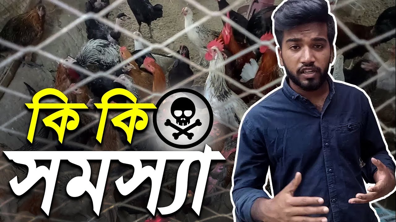 দেশি মুরগি পালনে মারাত্মক কিছু সমস্যা ও সমাধান কী জেনে নিন ? 09610005363