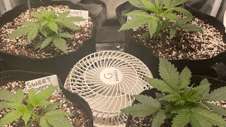 #420gtgt - Green Rush (Organic) VS. General Hydroponics (Synthetic) - Second Giveaway Entry