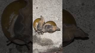 Two Snails Slugging it Out #snails #slugs #slug #snail #nature #naturelovers #natureshorts #animals