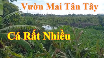 Câu cá rô đồng, cá thác lác,phát hiện điểm câu mới cá ăn rất nhiều,lại gặp cơn mưa cá ăn cực mạnh.