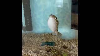 ミドリフグが何も食べない Green spotted pufferfish won't eat anything