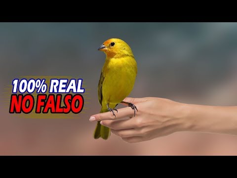 Video: Cómo acariciar un pájaro