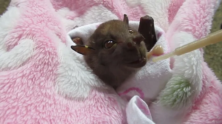 Bat Injured on Barbed Wire Fence Enjoys Smoothie at Sanctuary