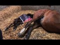 Jessica Mol - Zie-Zo | Geboorte Veulen "Olympic Dream" | Horse giving birth | long version