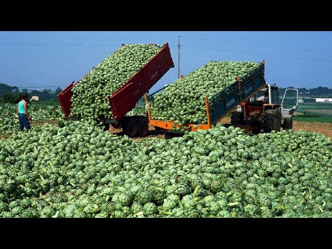 Artichoke Farming - Modern Agriculture Technology - Artichokes Harvest & Processing in Factory