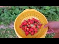 Strawberry Picking at the Front yard before squirrels eat them all/ Banang Vlogs
