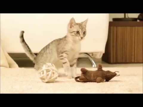 Кошачий наполнитель "Зверьё моё" Кошачий наполнитель "Зверьё моё"