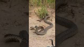 Cobra Puff-Adder