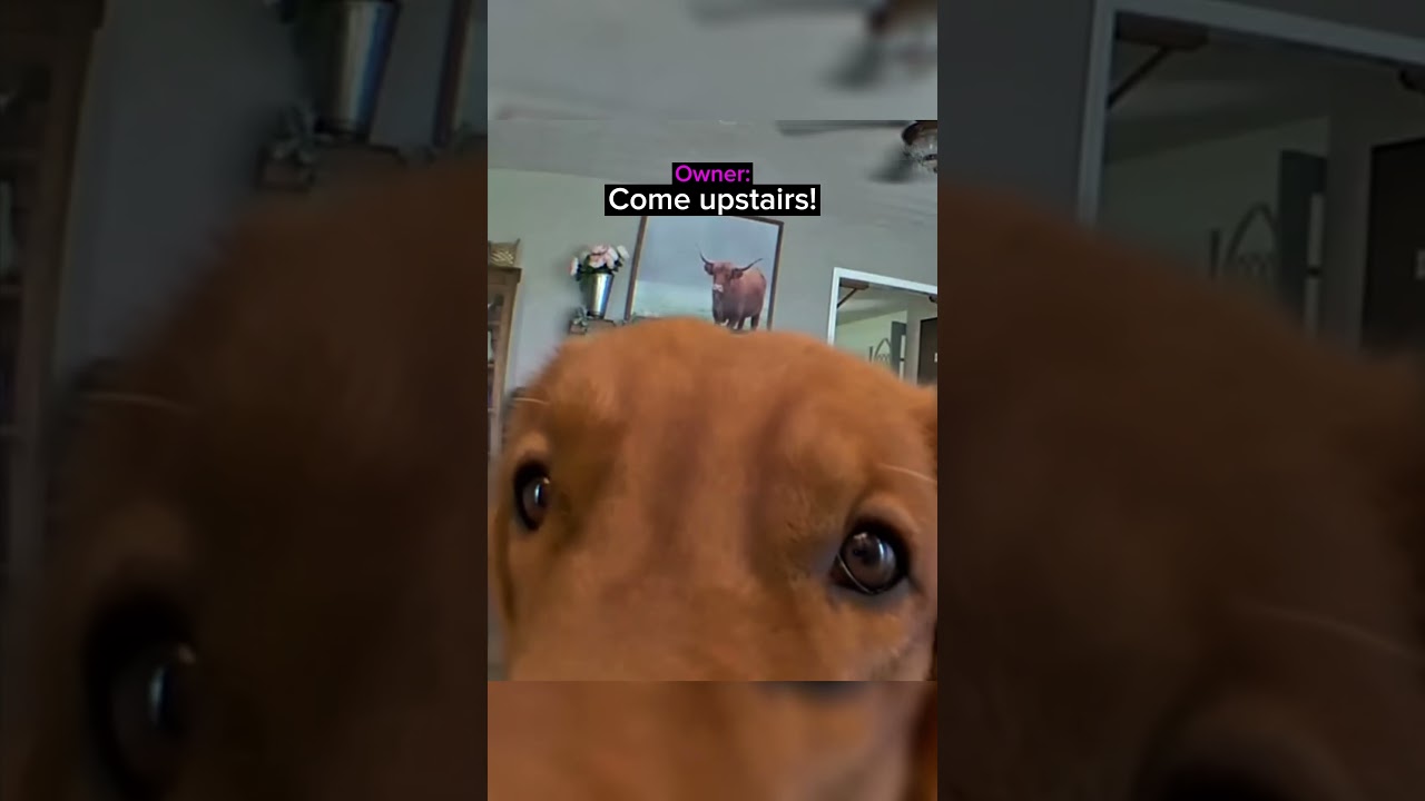 Owner Speaks Through the Camera and His Dog Sniffs It Before Running Upstairs on Command