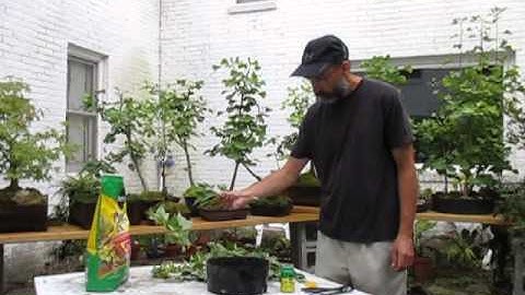 rooting trident maple cuttings