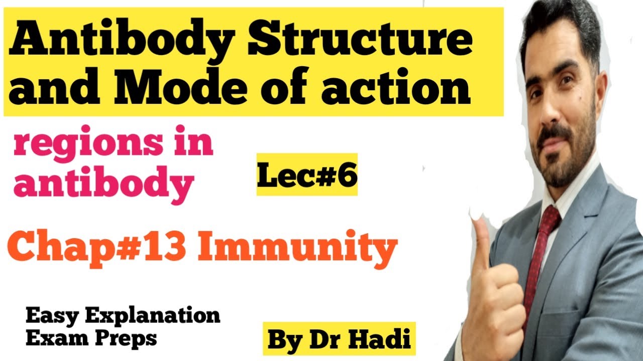 L-6 Antibody Structure and Mode Of Action of Antibody