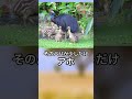 ギネスに乗った危険過ぎる鳥だがアホすぎる鳥でもある【ぴえん過ぎる生き物紹介】