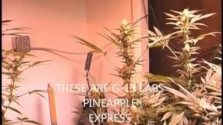 TGA Genetics Qleaner Week 1 March 11, 2012   YouTube
