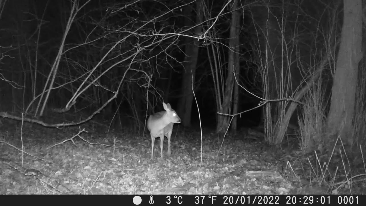 H881 trail camera