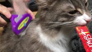 ちゅーる付きならブラッシングを許す猫 ノルウェージャンフォレストキャットBrushing is done.Norwegian Forest Cat.