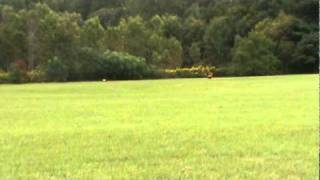 Rhodesian Ridgeback Lure Coursing