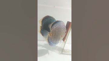 Cá dĩa đẻ. Cặp dĩa đang giử con. và những điều lưu ý khi chăm cá dĩa đẻ.