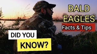 Facts to Know about Bald Eagles for Wildlife Photography