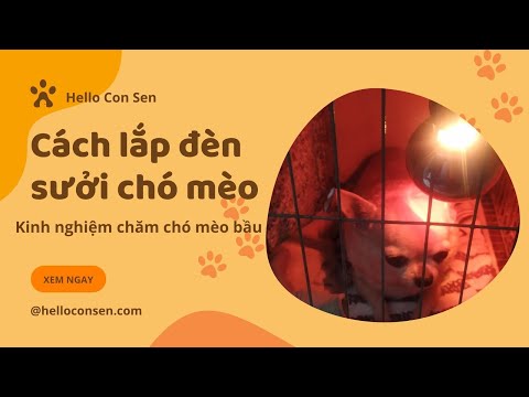 Video Đèn sưởi cho chó mèo bầu: Kinh nghiệm chọn mua và lắp... - youtube