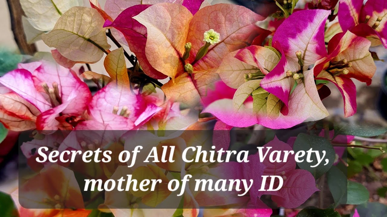 The Mystical Secrets of Chitra Bougainvillea - YouTube