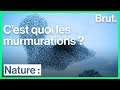 Comment les oiseaux synchronisent-ils leur vol ?