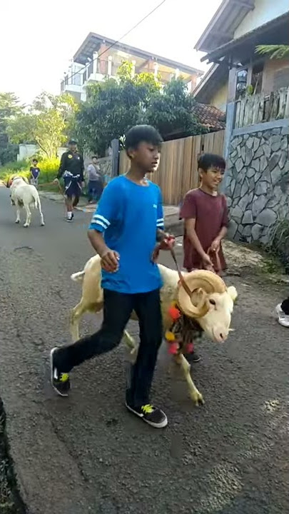 story wa❗domba garut olahraga🐏