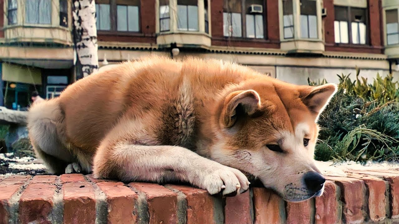 كلب مش قادر يسيب المكان اللي صاحبه مات فيه وبينتظره 10 سنين عشان يرجع ! ملخص فيلم hachi