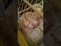 A evolução dos filhotes de canários alimentandos com papinha caseira