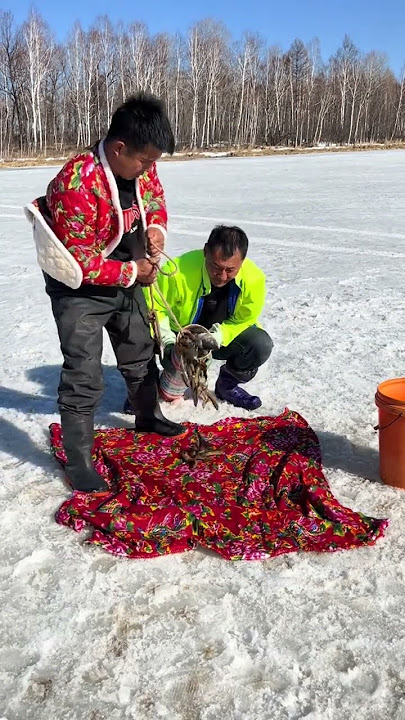 Fishing in Mohe the northeast🎣The joy of outdoor fishing🐟Wild fishing experiencex🐠 #562
