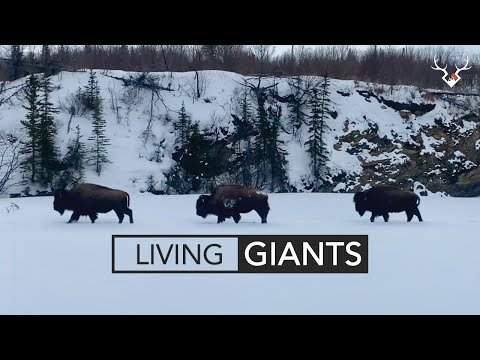 Living Giants - An Alaskan Bison Hunt