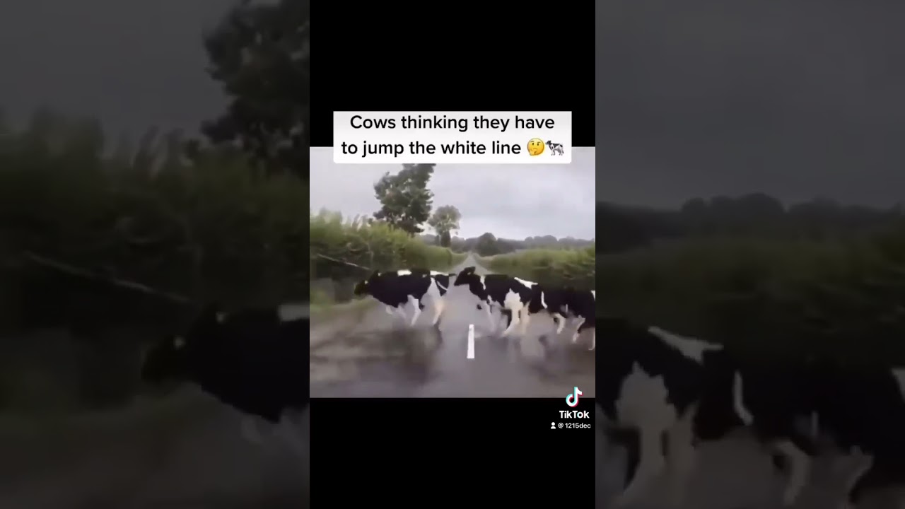 Cows jumping the white line