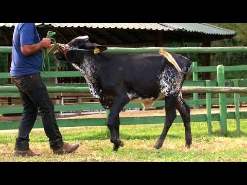 LOTE 17   2483   FAZENDA VILAREJO   LEILÃO ALIANÇA GENÉTICA   DIA 25 DE MAIO   20HS