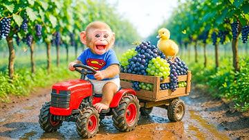 Monkey Farmer Drives Tractor to Harvest Ripe Grapes and Rescue Ducklings from Danger !