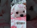 귀여운 말티즈 멍때리기 영상 🐶