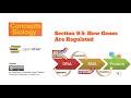 Short Form Lecture for Section 9.5 How Genes Are Regulated - Concepts of Biology | OpenStax