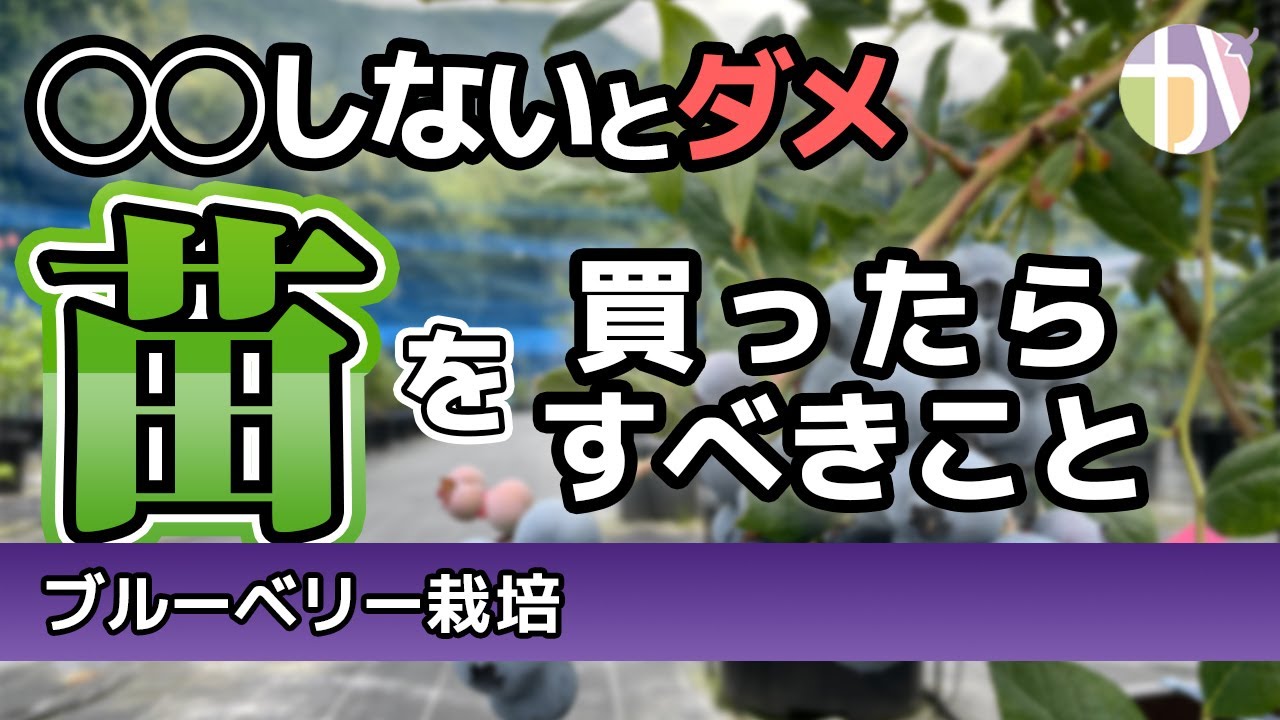 【知らないとヤバい】ブルーベリーの苗を植え付け前に必ずやるべき剪定とは？実演解説付き