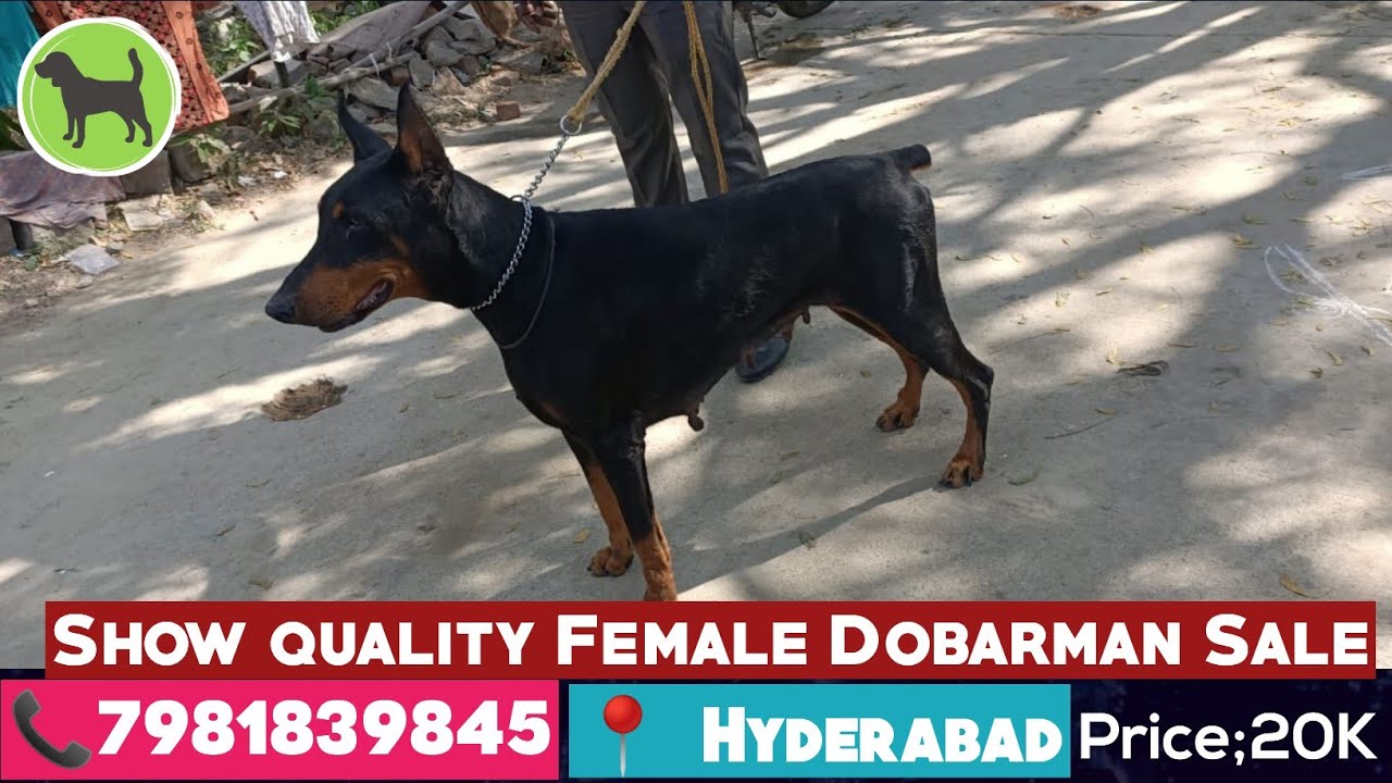 Show quality Dobarman Female Dog Sale in Hyderabad Dobarman Female Dog Sale Dogs For Sale
