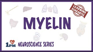 Myelin - Neuroscience series